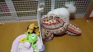 犬の知育玩具 で遊ぶ モカ 　d(’-＾*)～☆