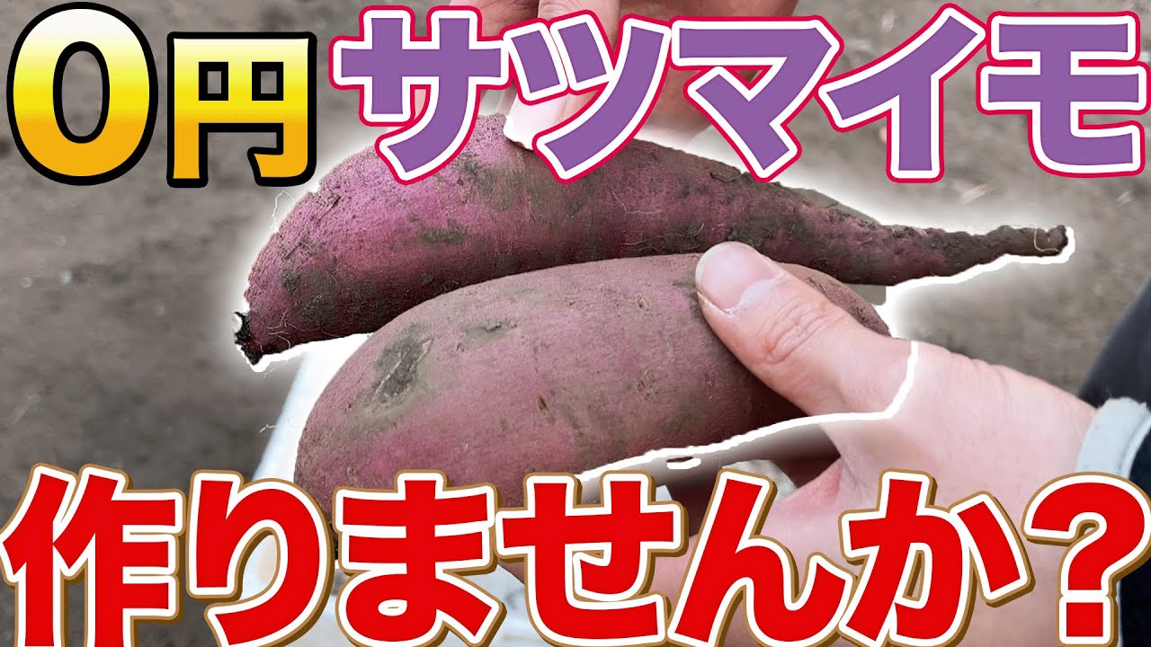 今すぐ初めて！】1つのサツマイモの種芋から何十個も収穫できる方法