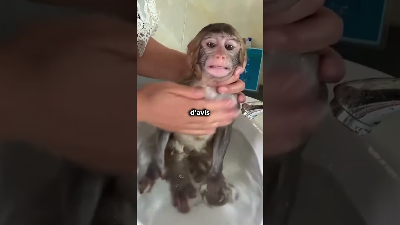 Il a détesté son premier bain