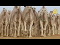 مهرجان الملك عبدالعزيز لمزايين الإبل فاصل6