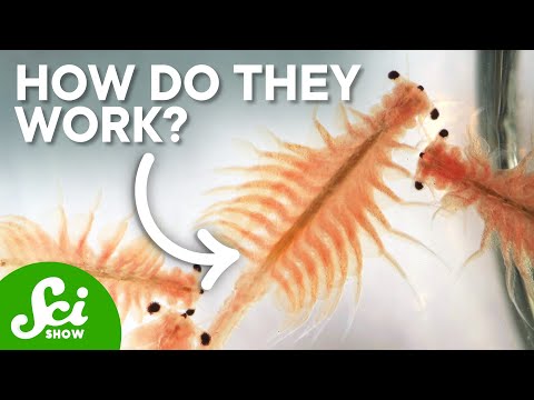 How Do Brine Shrimp Survive In Packaging For Years? thumbnail