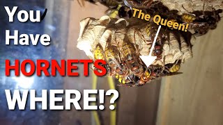 I Put A Hornets Nest In A Box, And THIS Happened!! Hornets as 'Pets'