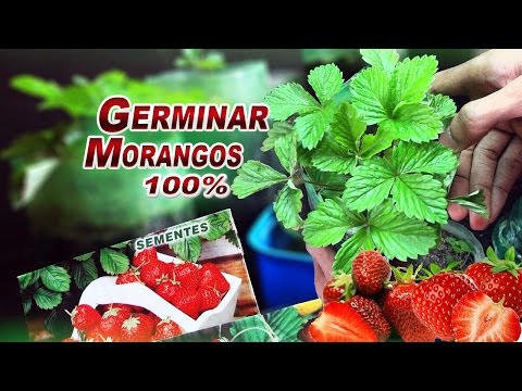 Vídeo: Como Plantar Sementes De Morango