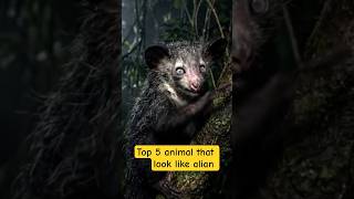 Top 5 Animals That Look Like Aliens 😨👽#shorts #@SamratTheKingofWild