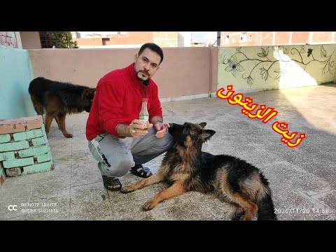 فيديو: كيفية ضمادة الكلب المكسور اصبع القدم