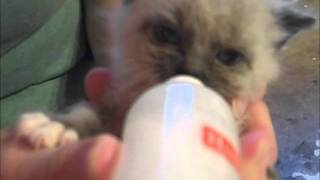 Bottle Feeding kitten 3