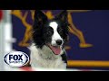 Watch fameus win the 2018 masters agility championship  fox sports