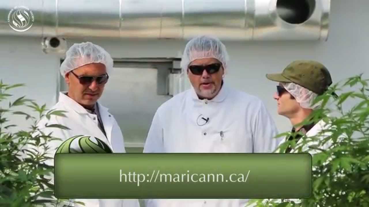 LP Spotlight: MariCann's Sea of Green Under the Sun (Episode One)