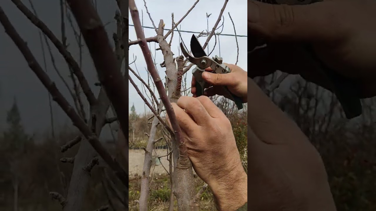 شێوازی هەڵپاچینی سێوو لەزستاندا🌳تقليم تفاح بشتاء🌳