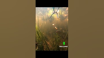 sepertinya ada ikan gabus yang berhasil terpantau ketika mancing dirawa #mancing #underwater #shorts