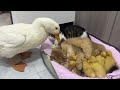 Fantastic animalsthe kitten hugs the little duck and sleepsmother ducks behavior so funny cute