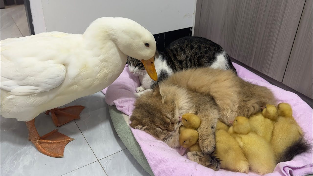 Fantastic animals!The kitten hugs the little duck and sleeps.?Mother duck’s behavior so funny cute