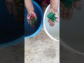 Butterfly 🦋 and flowers 🌹 drawing can you do it draw magic drawing #viral #youtubeshorts