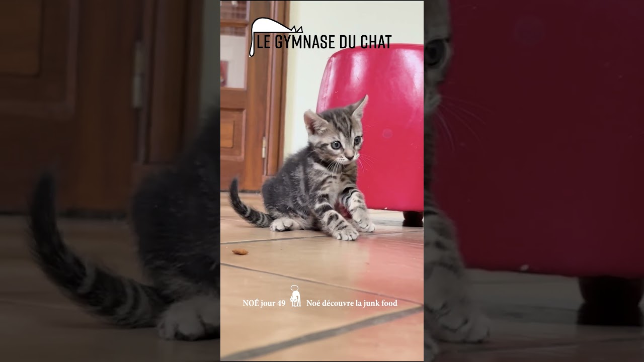Noé le chat jour 49 : découverte de la junk food