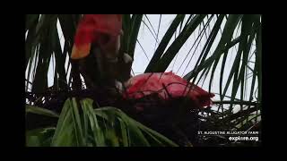 Roseate Spoonbill at St Augustine's Alligator Farm 3/13/2023