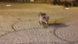 Uludağ’da gece yarısı ayı sürprizi