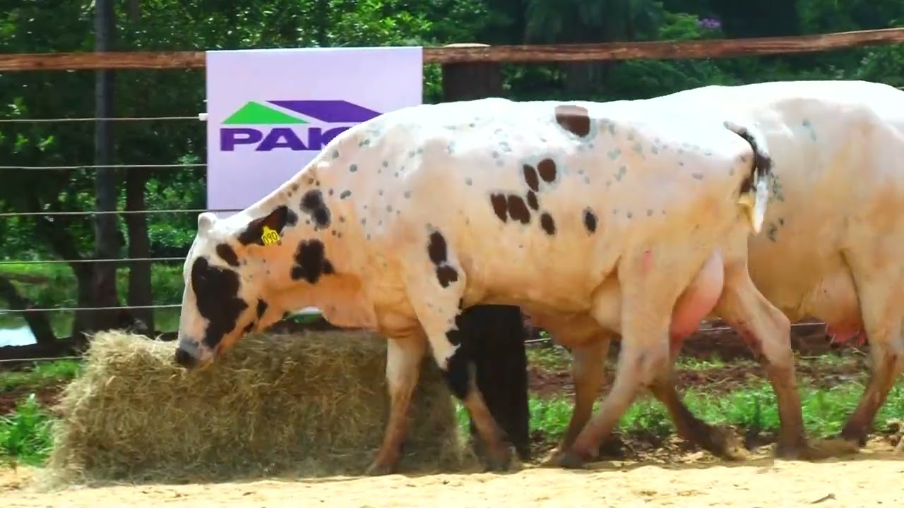 LOTE 44  9125 CB  9156 CB