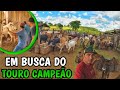 FECHAMOS 200 CABEÇA DE GADO EM BUSCA DO TOURO CAMPEÃO