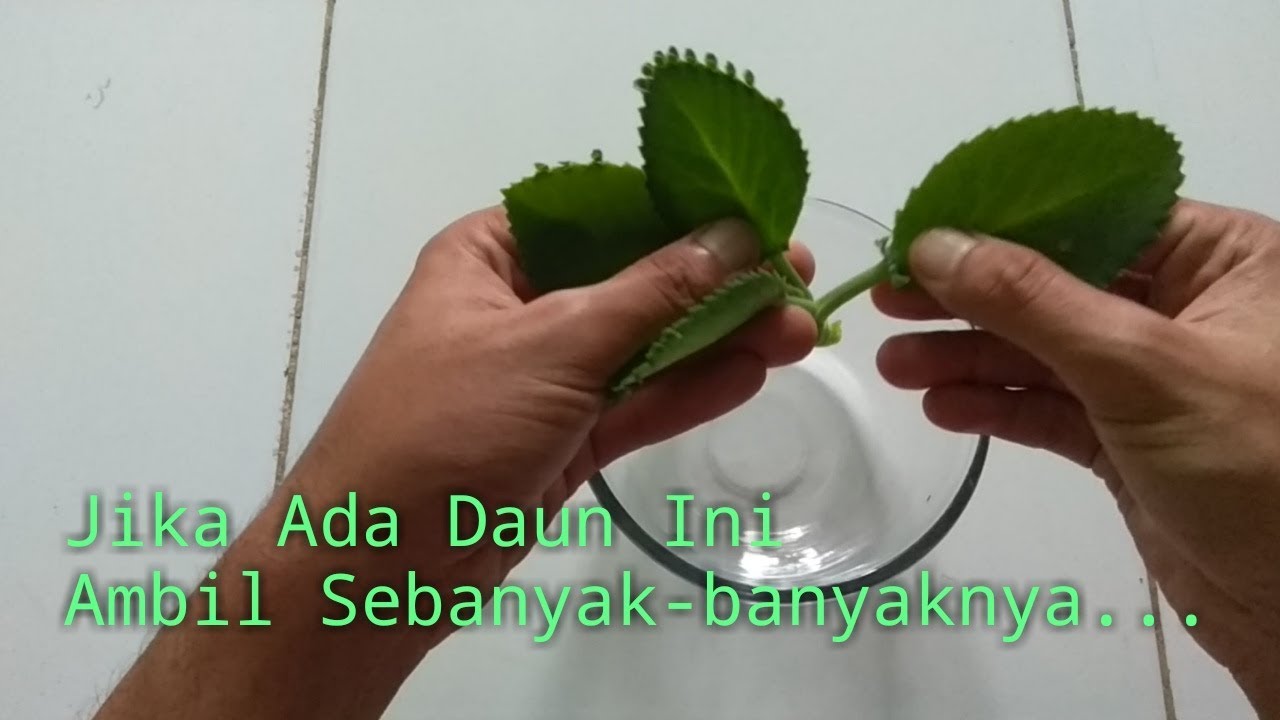  Daun  Kecantikan yang Mampu Membuat Wajah Anda Lebih Cantik 