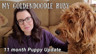 Goldendoodle Puppy 11 Months Old