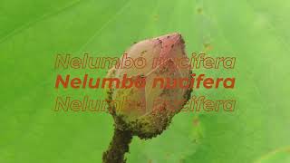 Unique Flowers from Indonesia You’ve Never Seen Before 🌺 | Exotic Tropical Plants