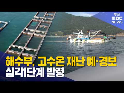 해수부, 고수온 <strong>재난</strong> 예·경보 심각 1단계 발령 (2026-07-31,금/뉴스투데이/부산MBC)