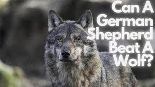 Can A German Shepherd Beat A Wolf? How To Keep Your Dog Safe
