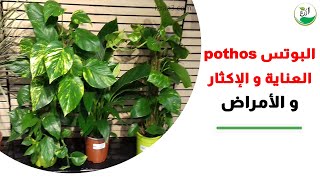 البوتس pothos العناية و الإكثار و الأمراض