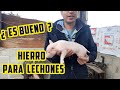 Como Inyectar Hierro en Lechones (Es bueno la aplicación en en tus Cerdos)