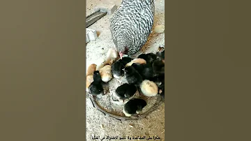 صوت الدجاجة و الكتاكيت Hen And Chicks Sound 