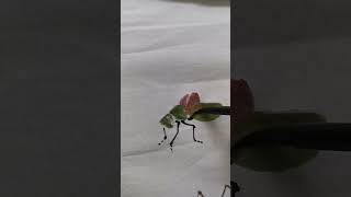 Special Drawing Very Best, The Best Drawing Expert Part 521