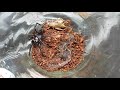 Feeding the deadly sydney funnelweb spider 5  atrax robustus 