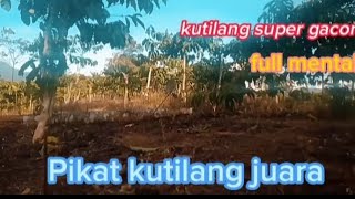 Download Lagu PIKAT KUTILANG JUARA CENGRAM MP3
