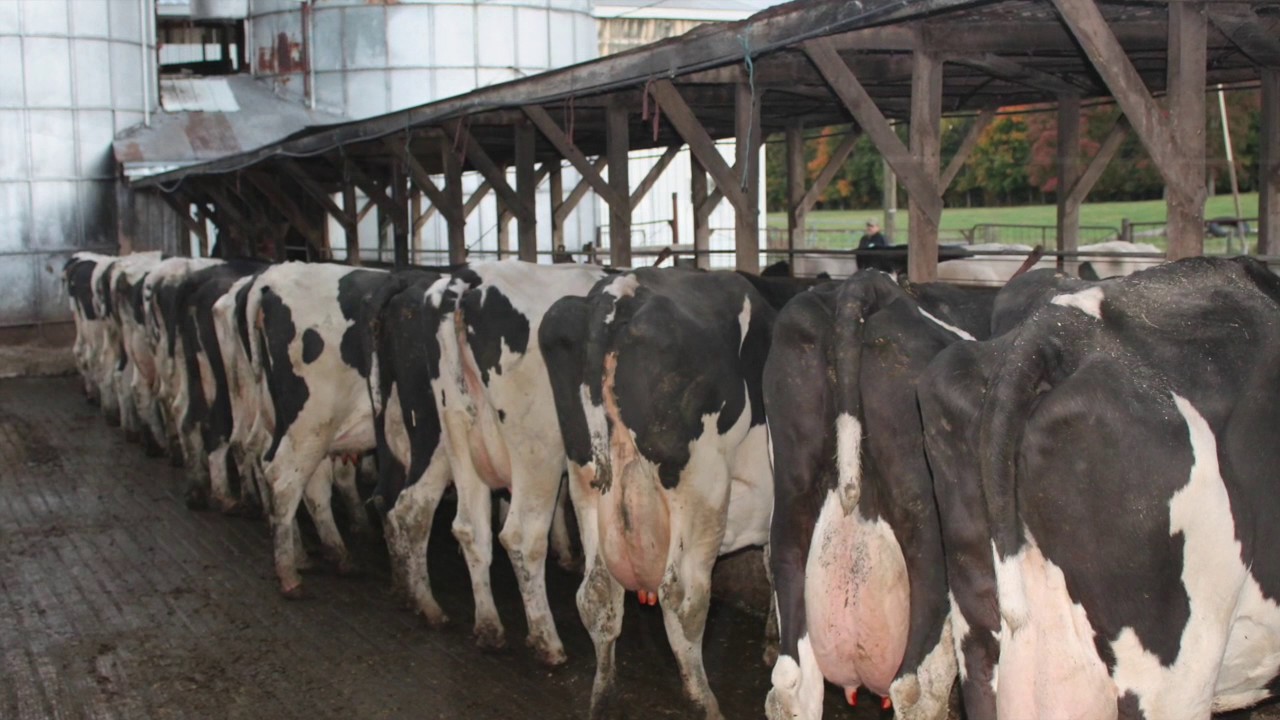 Typical Day on a Dairy Farm YouTube