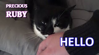 Ruby The Cat's Way of Saying Hello & Good Morning | Precious Ruby