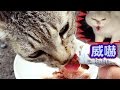 野良猫に餌をあげたら…威嚇の鳴き声が？激おこ！怒る白猫ちゃん登場！！　- White Cat is Angry. Friendly Tabby Cat is obsessed with food,.