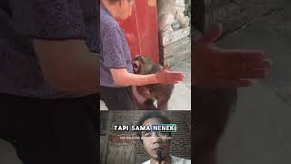 This monkey wants to come grandma but can't #funny #monkey #monkeycute #animals
