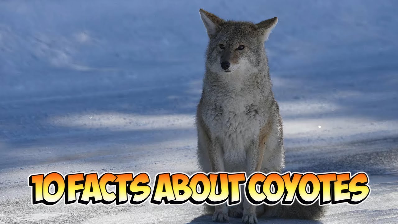 25 Surprising Facts About Coyotes