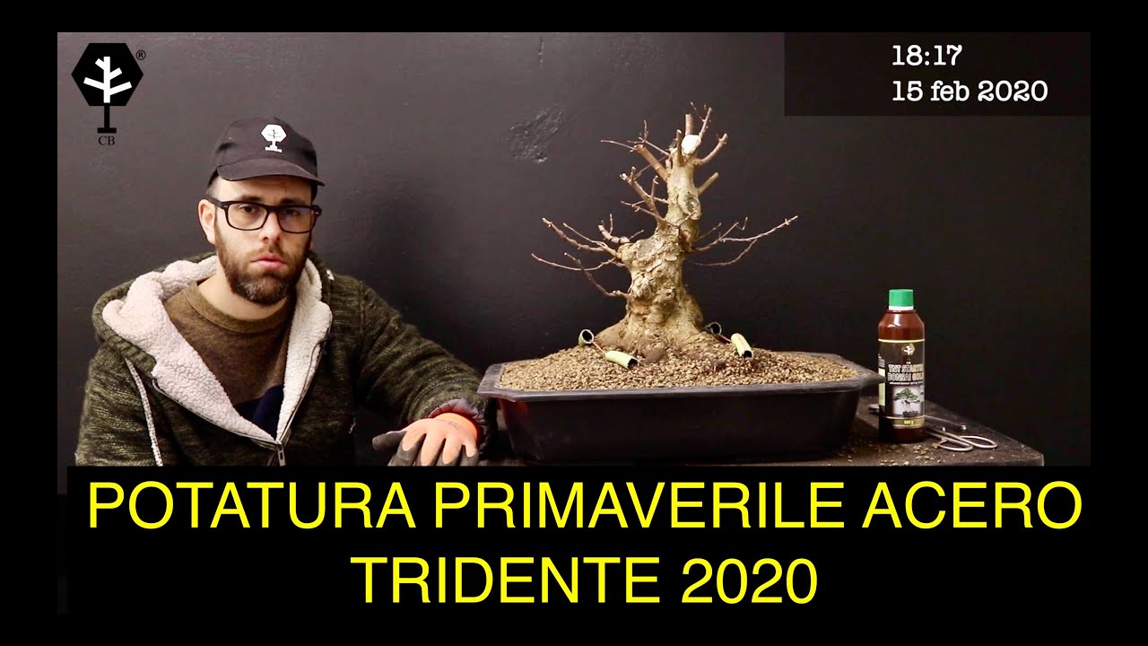 POTATURA PRIMAVERILE ACERO TRIDENTE 2020