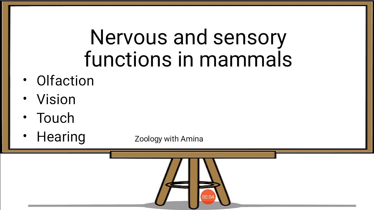 Nervous and sensory functions in mammals | @ZoologywithAmina - YouTube