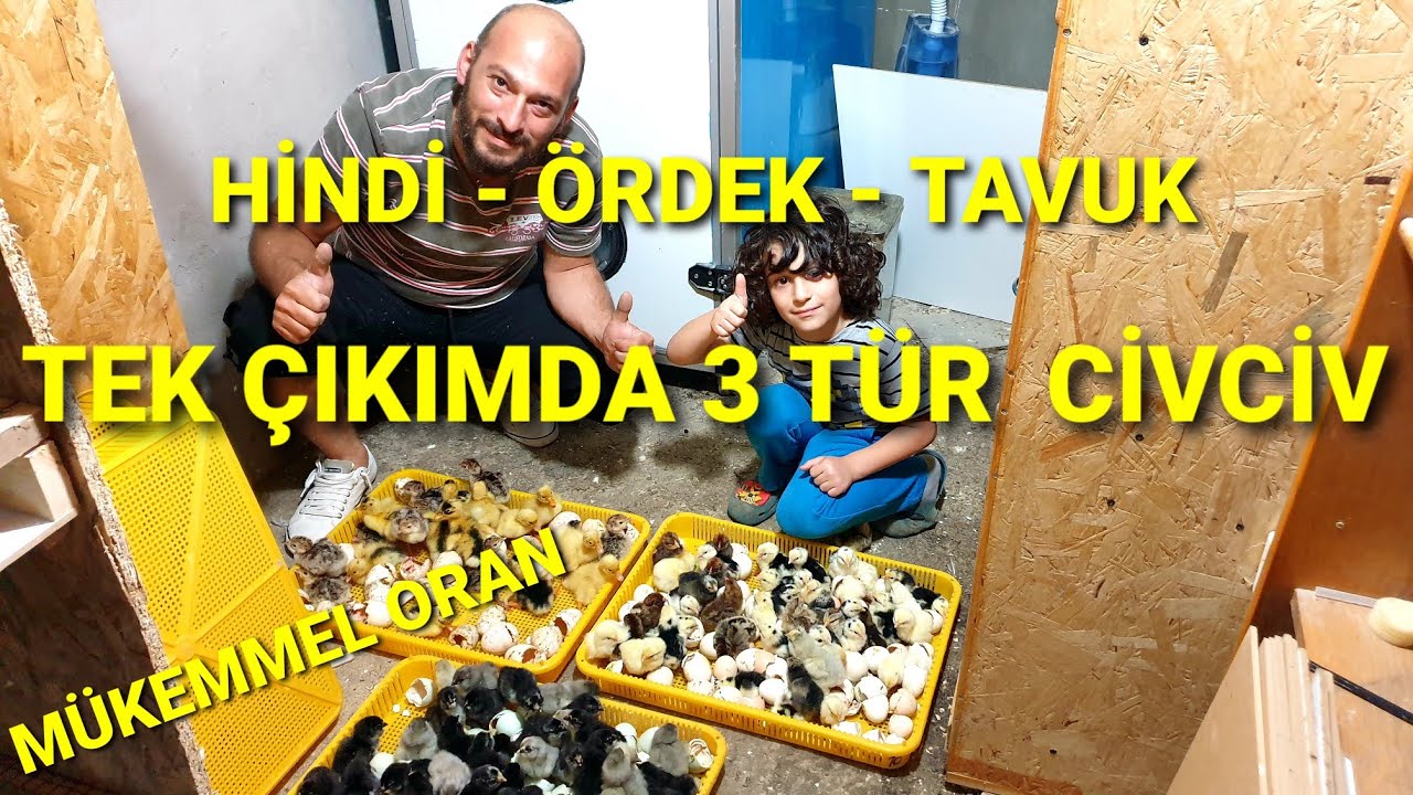 BÖYLESİ DAHA ÖNCE DENENMEDİ. KULUÇKA MAKİNESİNDEN TEK SEFERDE HİNDİ, ÖRDEK, TAVUK CİVCİVİ ÇIKIMI.