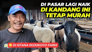 Sheep Prices Start to Rise, a Good Hope for Farmers