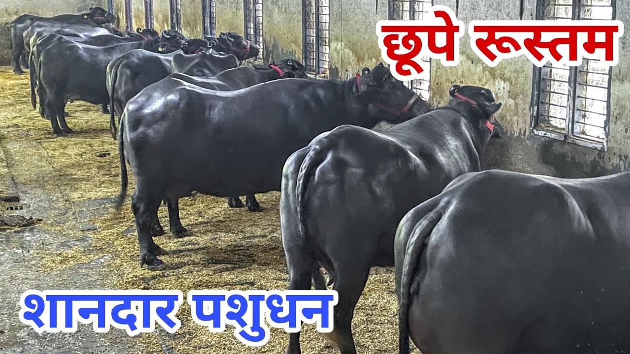 9050714980📱Beautiful Animals Shed with Top Quality Animals in Karnal 📱 9896725832