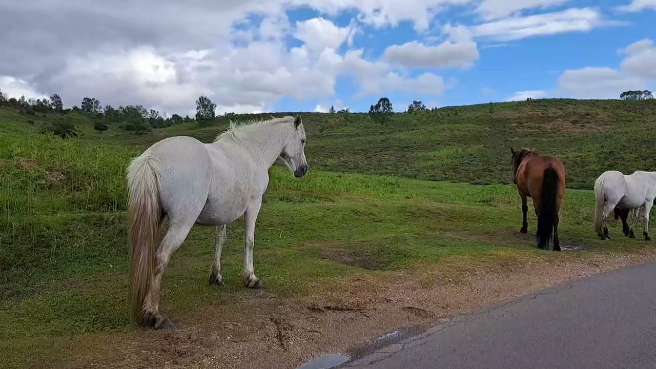 just a short video while on a drive today