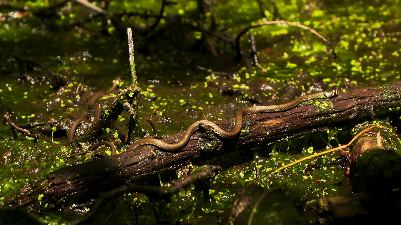 Zaskrońce w Kamesznicy beskid śląski