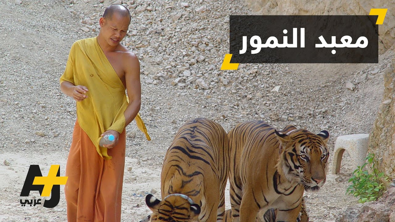 إخلاء معبد بوذي في تايلاند من النمور