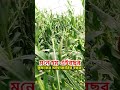 এই বছর কি কৃষকদের জন্য কষ্টের⁉️ আল্লাহ হেফাজত করুন 🤲 #shorts