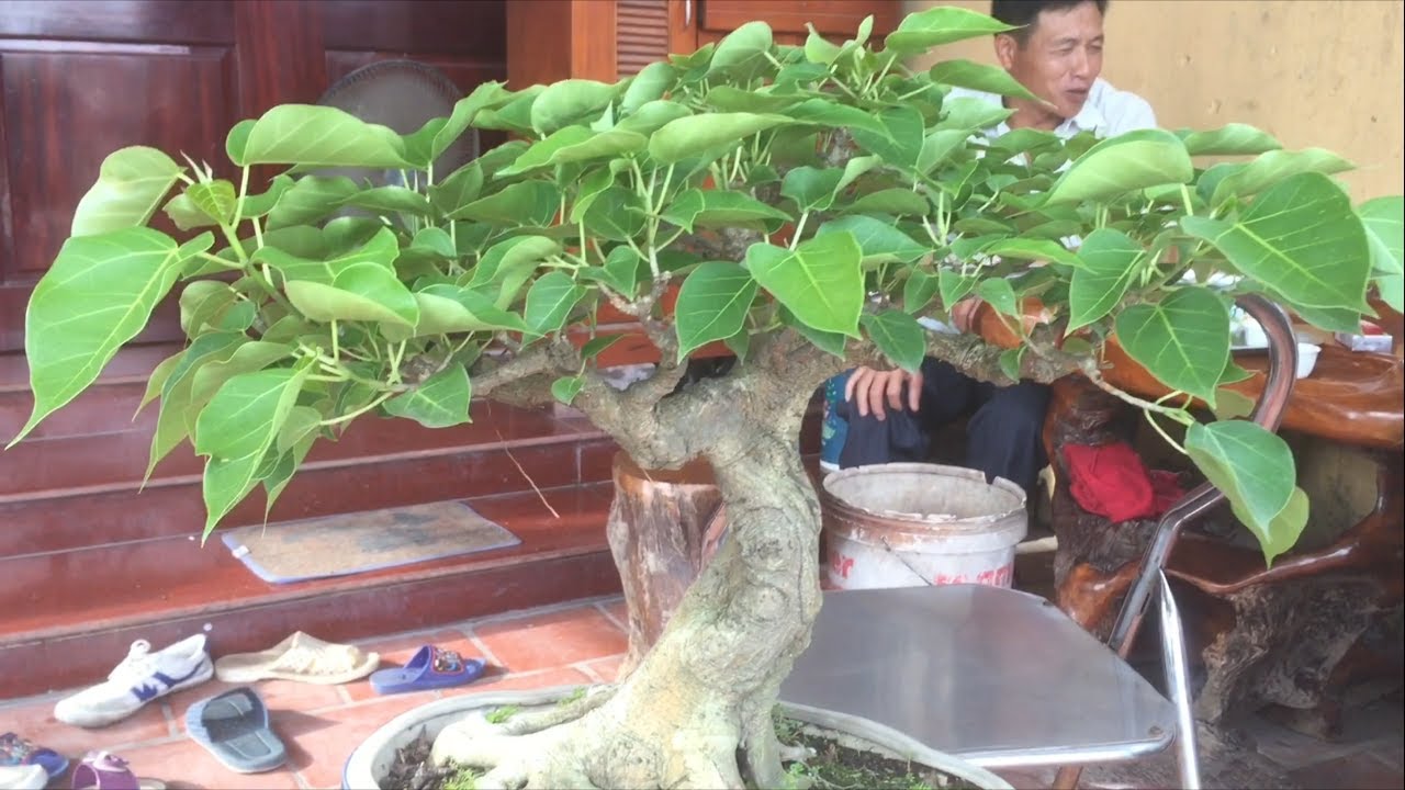 Cây Đề Anh Hinh Bắc Ninh,nhỏ nhưng có Võ - YouTube
