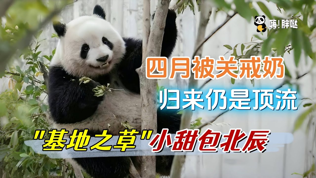 北川生北辰，基地之花产基地之草，甜度超过妈的“小甜包”北辰，找同伴喝奶被关单间，戒奶成功调皮不改