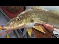 Wading For Whiting On Topwater Lures